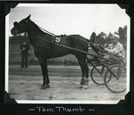 Tom Thumb by Guy Kendall