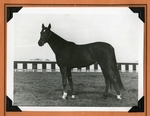Unidentified horse
