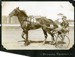 Brownie Hanover by Guy Kendall