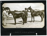 Millie W. and foal (Milliedale) by Abbedale by Guy Kendall