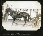 Senator Morgan by Guy Kendall