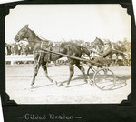 Gilded Braden by Guy Kendall