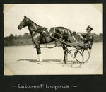 Calumet Eugenia by Guy Kendall