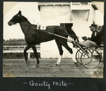 Gaiety Mite by Guy Kendall