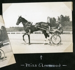 Miss Elmwood by Guy Kendall
