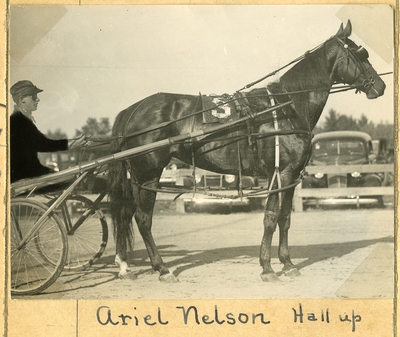 Sulky, Horse-Drawn, Harness Racing, Carriage