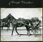 Royal Flush by Guy Kendall