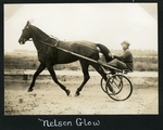 Nelson Glow