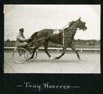 Tony Hanover by Guy Kendall