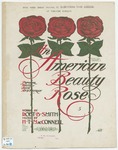 An American Beauty Rose
