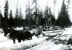 Pair of horses and load of logs at landing or yard