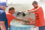 Maine Lobster Festival Volunteers Handling Cooked Lobster