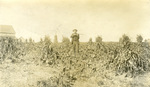 David Fink in a Corn Field by Joseph Emery Smart Jr.