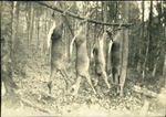 Four Hanging Deer