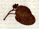 Mayflower Found in Letter from Augusta (Lemont?) to Frank L. Lemont, May 3, 1862
