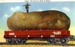 Potato - The Kind We Raise in Maine Postcard