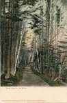 Birch Road in the Woods