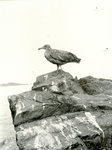 Roque Island, Maine, Gull on Rocks by William Lyman Underwood