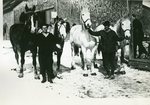 Grindstone, Maine, Teamsters with Their Horses
