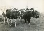 Maine Oxen by Franklin Eaton