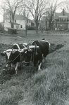 Maine Oxen Plowing a Field by Franklin Eaton
