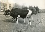 Maine Oxen with a Plow by Franklin Eaton