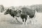 Maine Oxen by Franklin Eaton