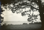 Penobscot Bay, Maine, Tree by Water by Franklin Eaton