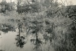 Knox County, Water with Grass by Franklin Eaton