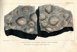 Lubec, Maine, Limestone with Fossil Shells Illustration by Francis Graeter